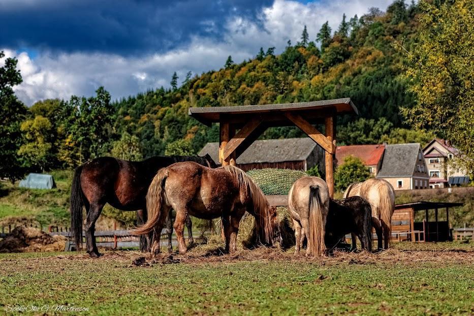 Wsiowa Chata Scinawka Gorna Exteriör bild